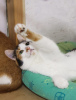 Photo №3. Three-colored cat Jasper is looking for a home!. Russian Federation