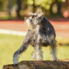 Additional photos: Miniature Schnauzer puppies