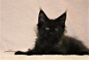 Photo №2 to announcement № 12543 for the sale of maine coon - buy in Russian Federation from nursery