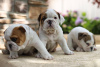 Photo №1. english bulldog - for sale in the city of London | 528$ | Announcement № 69128