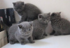 Photo №2 to announcement № 95799 for the sale of british shorthair - buy in Germany 