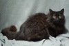 Additional photos: The suffering cat Ksyusha is looking for a home! Handy and affectionate!