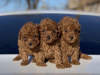 Photo №1. poodle (toy) - for sale in the city of Аугсбург | 475$ | Announcement № 41589