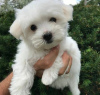 Photo №1. bichon frise - for sale in the city of Riga | negotiated | Announcement № 127454