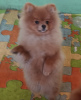 Photo №4. I will sell pomeranian in the city of Belgrade.  - price - 1057$