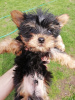 Photo №3. Yorkie baby face puppy. Latvia