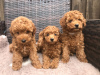 Photo №1. non-pedigree dogs - for sale in the city of Bamberg | Is free | Announcement № 116472