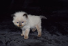 Photo №3. Vaccinated Ragdoll Kittens available for Sale to caring homes. Spain