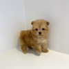 Photo №2 to announcement № 9947 for the sale of affenpinscher - buy in Kuwait from nursery