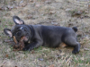 Photo №4. I will sell french bulldog in the city of Москва. private announcement, from nursery - price - negotiated