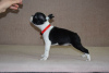 Additional photos: Boston terrier puppies