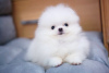 Photo №4. I will sell pomeranian in the city of Berlin. private announcement, breeder - price - 423$