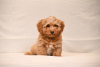 Additional photos: Havanese Bichon puppies