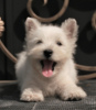 Photo №2 to announcement № 113561 for the sale of west highland white terrier - buy in Russian Federation private announcement, from nursery, breeder