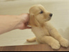 Photo №1. golden retriever - for sale in the city of Vantaa | negotiated | Announcement № 96442