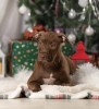Photo №4. I will sell american pit bull terrier in the city of St. Petersburg. breeder - price - 552$