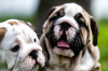 Photo №2 to announcement № 11218 for the sale of english bulldog - buy in Ukraine breeder