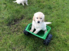 Additional photos: Champion Bloodline Golden Retriever Puppies available now with documents