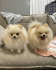 Photo №1. pomeranian - for sale in the city of Eš | Is free | Announcement № 98088