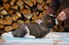 Additional photos: St. Bernard puppy