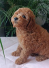 Photo №2 to announcement № 118937 for the sale of poodle (dwarf) - buy in Serbia 