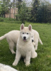 Photo №1. siberian husky - for sale in the city of Belgrade | negotiated | Announcement № 69467