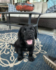 Photo №1. labrador retriever - for sale in the city of Tampere | negotiated | Announcement № 83807