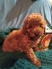 Photo №4. I will sell poodle (toy) in the city of Belgrade.  - price - negotiated