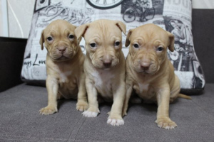 Photo №2 to announcement № 3992 for the sale of american pit bull terrier - buy in Ukraine from nursery