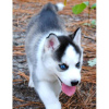 Photo №1. siberian husky - for sale in the city of Berlin | 317$ | Announcement № 62339