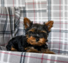 Photo №2 to announcement № 103928 for the sale of yorkshire terrier - buy in Cyprus from the shelter