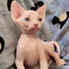Photo №1. sphynx cat - for sale in the city of Berlin | negotiated | Announcement № 107655