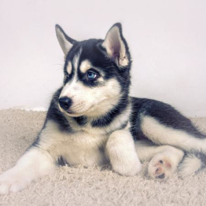 Photo №2 to announcement № 894 for the sale of siberian husky - buy in Russian Federation breeder