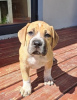 Photo №4. I will sell rhodesian ridgeback in the city of Kreivilä. private announcement - price - Is free