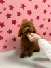 Photo №2 to announcement № 69022 for the sale of poodle (dwarf) - buy in Italy private announcement