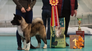 Photo №2 to announcement № 4403 for the sale of american akita - buy in Russian Federation from nursery, breeder