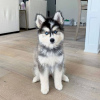 Photo №1. siberian husky - for sale in the city of Warsaw | negotiated | Announcement № 56833