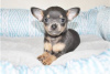 Photo №3. Adorable Chihuahua Puppies for free adoption. Germany