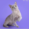 Photo №3. Lilac Burmese cat. Russian Federation