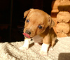 Photo №3. Puppies for sale Portuguese Podengu Small. Russian Federation