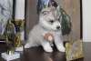 Additional photos: Siberian Husky puppies