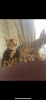 Photo №2 to announcement № 118256 for the sale of bengal cat - buy in Austria breeder