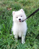 Photo №3. Japanese Spitz puppies. Ukraine