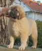 Photo №2 to announcement № 84289 for the sale of caucasian shepherd dog - buy in Serbia breeder