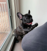 Photo №3. french bulldog. Germany