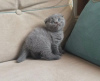 Photo №2 to announcement № 107660 for the sale of scottish fold - buy in Germany 