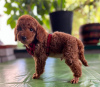 Additional photos: Miniature poodle puppies