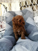 Photo №3. Red miniature poodle puppies. Serbia