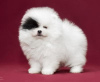 Photo №1. pomeranian - for sale in the city of Helsinki | 264$ | Announcement № 117143