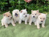 Photo №1. chow chow - for sale in the city of Mannheim | 370$ | Announcement № 41587